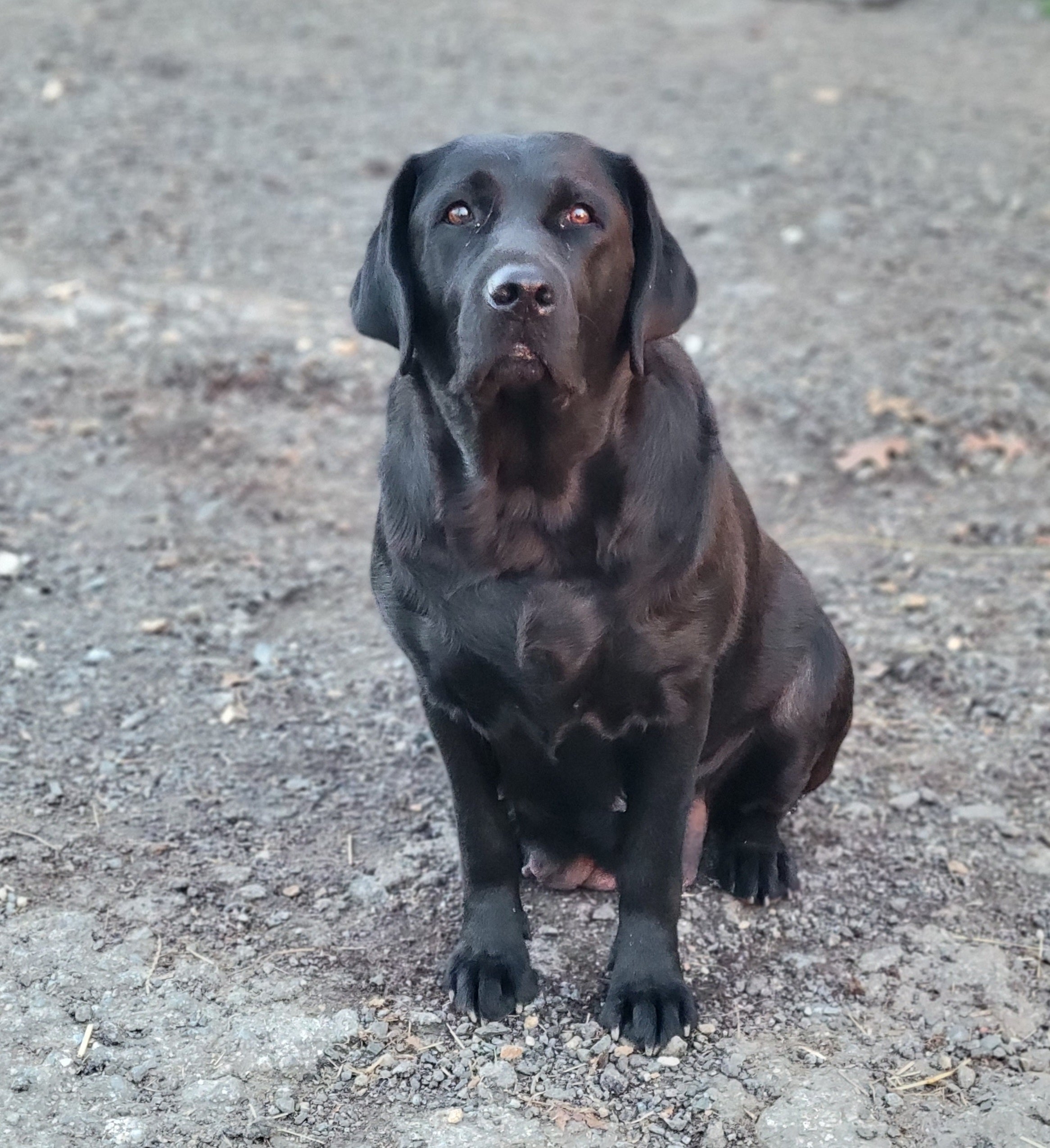 Our store farm labradors