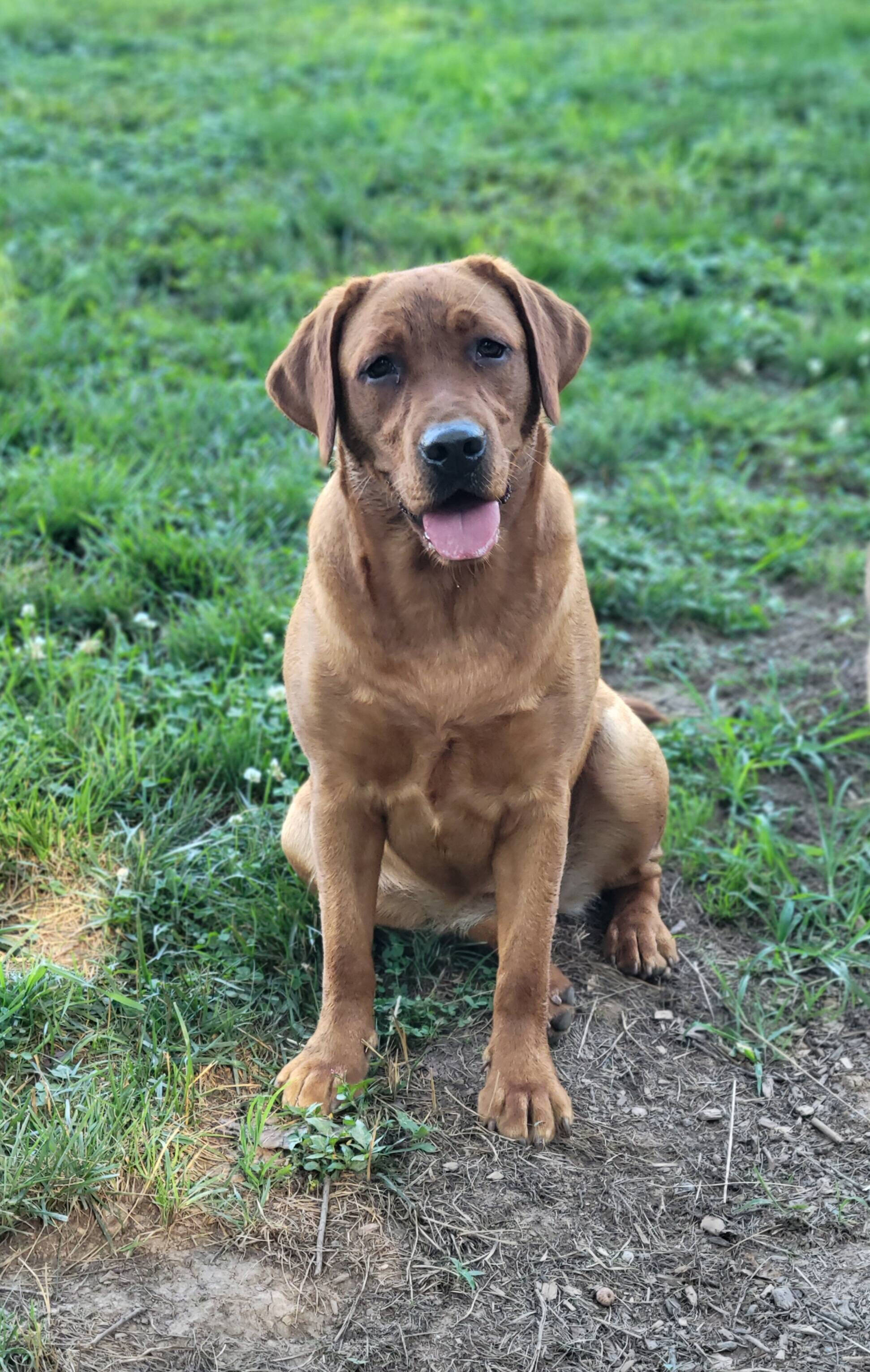 Shops labrador ginger